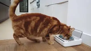 Bol herm&eacute;tique SureFeed - Bol pour chien et chat - Vetostore
