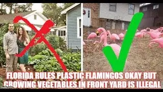 FLORIDA Rules Plastic Flamingos Okay But Growing Vegetables in Front Yard Is ILLEGAL