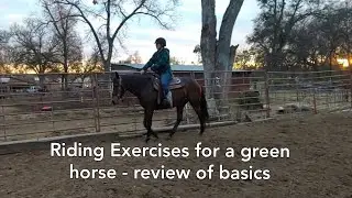 Riding Exercises for a green horse at a walk for Respect and Control - Repetition is the key