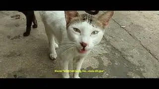 kusing kusing berbicara