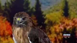 SWVA Wildlife Center: &ldquo;Night Owl on the Town Gala&rdquo;