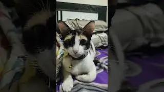 My Cat&rsquo;s Sad Eyes Broke My Heart 😢#cat #catsadstory #twocats #lovelycat #inosent