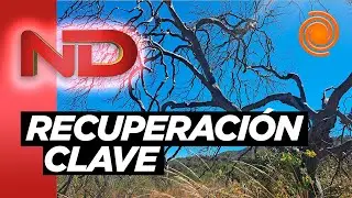 ¿QUÉ hacer para restaurar el ambiente después de los INCENDIOS? | El fuego consumió 9mil hectáreas