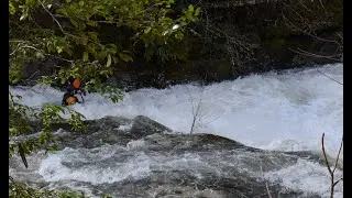 Abrams Creek (TN)