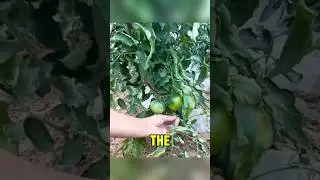 This man is absolutely talented