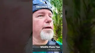 OM-1 Mark II Wildlife Photography Tips from Lake Tarpon, Florida #omsystem #om1 #birds