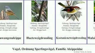 Vogel, Ordnung Sperlingsv&ouml;gel, Familie Alcippeidae bird Passeriformes Malaienzweigdrossling Yung