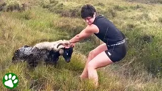 Woman pulls sheep from muddy pit