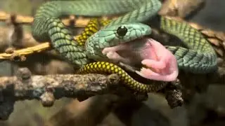 Jameson&rsquo;s Mamba Devours Its Prey | Lightning-Fast Deadly | Animals Sky