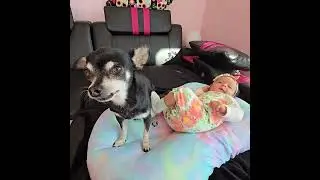 Baby is getting big #baby #babygirl #babiesanddogs #chihuahua