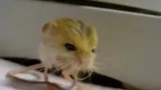 Mystery Animal