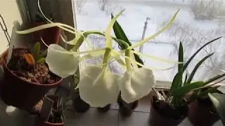 Цветение орхидеи брассавола (Brassavola nodosa)