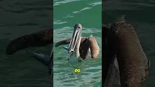 Top 3 Flying Death Bird: The Deadliest Sky Predator Revealed.