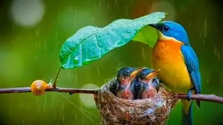 Nature’s Whisper, Soothing a Weary Heart