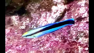 ホンソメワケベラ　Bluestreak cleaner wrasse　Labroides dimidiatus