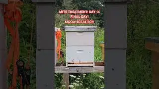 Final day of mite treatment! www.oakpointfarm.com #honeybees #farmlife #beekeeper #varroa #mites