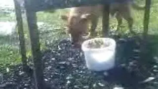 MOV00681