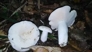 Gljive u junu 4 deo, Mushrooms in June 4. Part