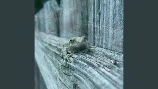 Walking on the walls