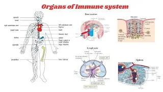Organs of Immune System 