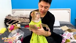 Dad dressed the monkey Kaka in a new shirt and looks so handsome