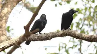 Large billed Crow  Corvus Macrorhynchos