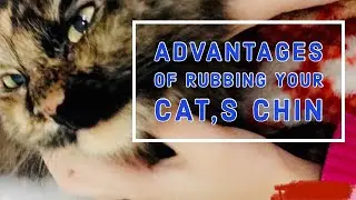 WHY DO CATS LIKE TO RUB UNDER CHIN
