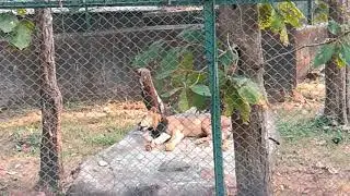 Sanjay Gandhi National Park - lion safari (Borivali East, Mumbai, Maharashtra)