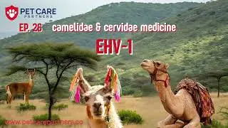 🎥 Episode 26 — EHV-1 in Camelidae & Cervidae
