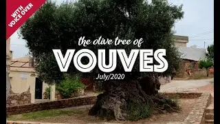 Jul2020-🌳2000+ years old Olive Tree of VOUVES✨w V/O