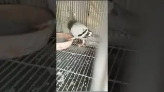 inbreed african heat x inbreed ornat #kalapati #kalapatids #pigeon