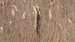 Bittern blending into reed bed