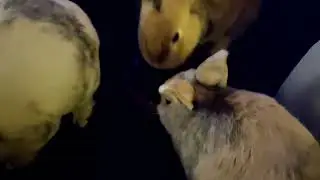 Ach ja, die Kaninchen werden echt moppelig😅