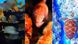 Relax Eviry Day #video #fish #video beautiful #fish #with #many #colors #video #fish #cute 