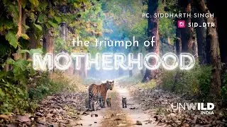 Королева Кишанпура | #дудхванациональный парк | Английский