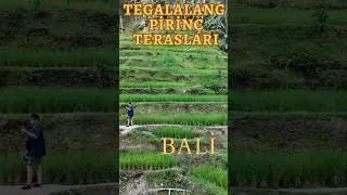 Tegalalan Rice Terrace - Tegalalang pirin&ccedil; terasları #bali #travel