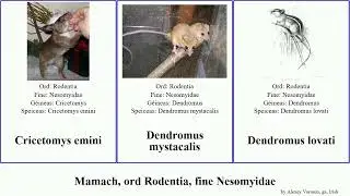Mamach, ord Rodentia, fine Nesomyidae mammal campestris emini Dendromus Cricetomys Brachytarsomys