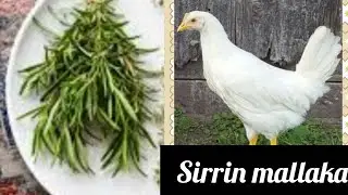 Sirrin mallaka mai ƙarfin gaske cikin yardar Allah 