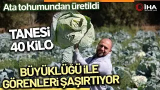 Ata Tohumundan Üretilen Dev Lahanaların Hasadı Başladı