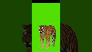 tiger green screen run png #cartoon #moralstory #catcomedy #horse #hindi #comedyshort #funny
