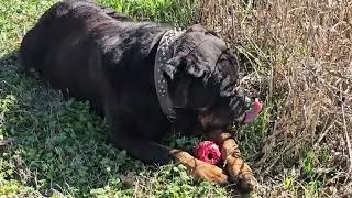 Покажите мне что-нибудь получше этого...