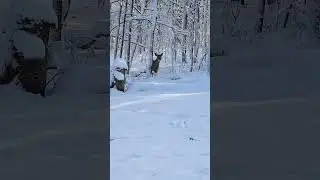 Whitetail Deer Thinking She&rsquo;s Hidden