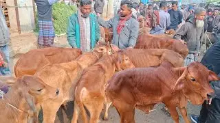 আজ ৩০/১/২৬ | প্রচুর চাহিদা সম্পন্ন শাহিওয়াল ষাঁড় বাছুরের দাম | আমবাড়ী হাট 