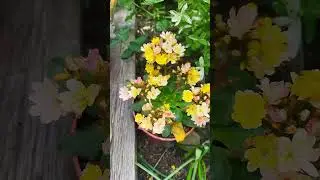 Lewisia - Flowers In My Garden (Kvety v mojej z&aacute;hrade)💛
