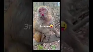 #monkey #rek #tiktok #youtubeshorts #рекомендации #funnymonkey #fup #happymonkey #on #люблювас