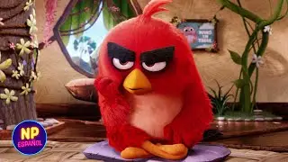 Red Llega A Su Primera Clase De Control De Ira | Angry Birds La Película (2016) | Now Español
