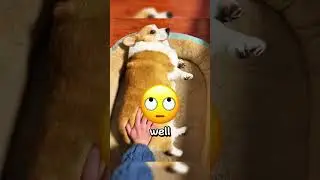 Corgi Wiggle Butts Will Make Your Day! 😂 #CorgiButt #WiggleButts #FunnyDogs #CorgiLove #DogLover