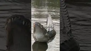Sounds of an Alligator Ready to Mate #shorts