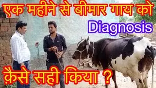 Chronic case of trypanosomiasis l symptoms, treatment l treatment of Surra disease, l Dr Umar Khan