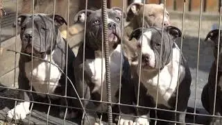 AMERICAN BULLY PUPPIES   AVAILABLE FOR SALE / BIGDOGS ROMANIA KENNEL/BEST OF THE BEST BULLY'S 2022